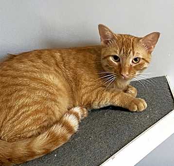 Photo of Oscar