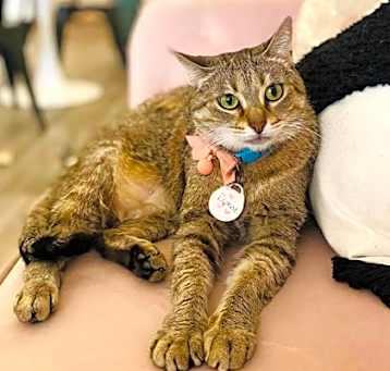 Photo of Daphne (Pounce Cat Cafe)