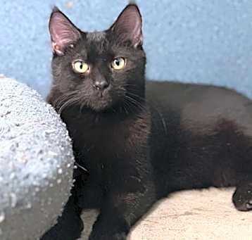 Photo of Jinx