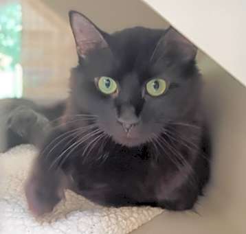 Photo of *MISTY
