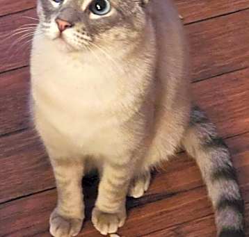 Photo of Lilac