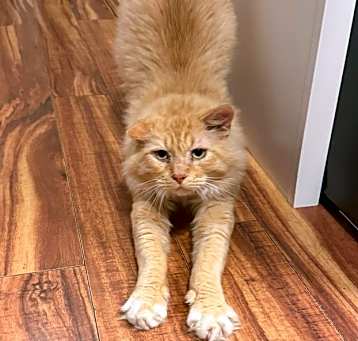 Photo of Alpine