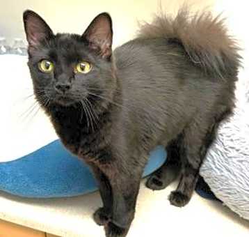 Photo of Tiki