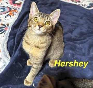 Photo of Hershey