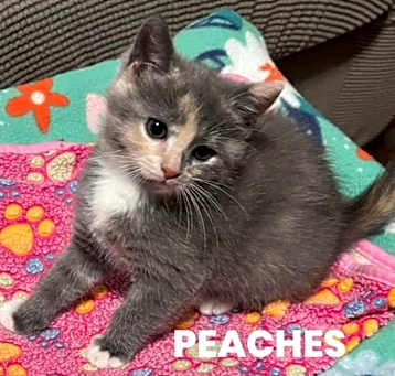 Photo of Peaches