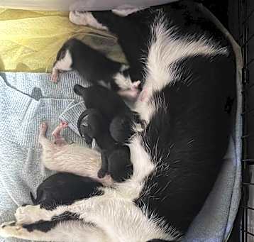 Photo of Coco's Kittens