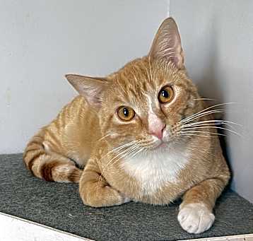 Photo of Cooper