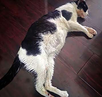 Photo of LWNY-Stray-13818