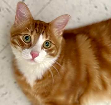 Photo of Fluffy