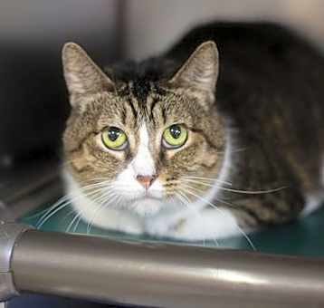 Photo of Nala