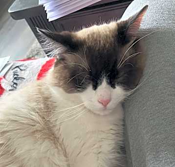 Photo of Gizmo