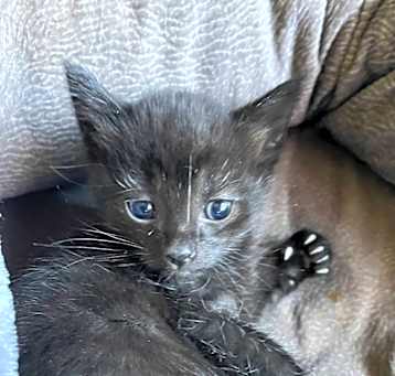 Photo of Obsidian