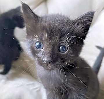 Photo of Onyx