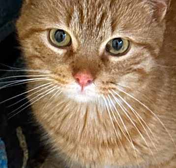 Photo of Georgy