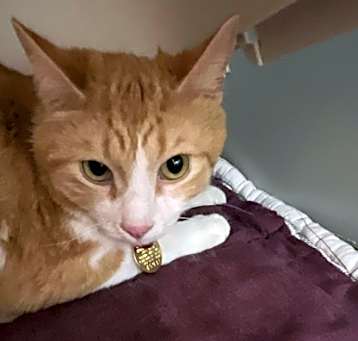 Photo of Sherbert