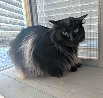 Photo of Ebony