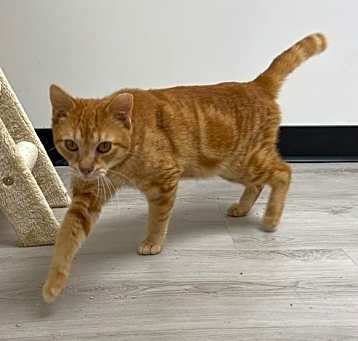 Photo of Mango