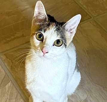 Photo of Sassy