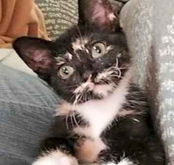 Photo of Daizee