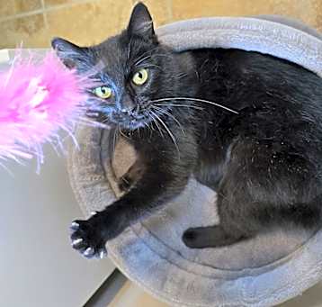 Photo of Marigold