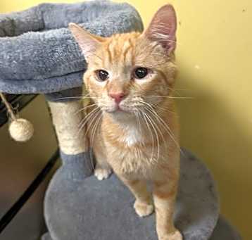 Photo of Emmett