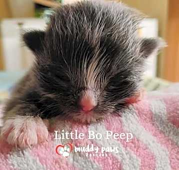 Photo of Nursery Rhyme Kitts:  Little Bo Peep