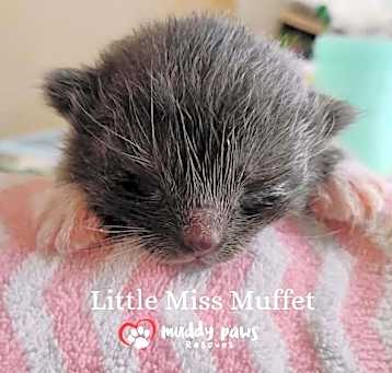 Photo of Nursery Rhyme Kitts:  Little Miss Muffet