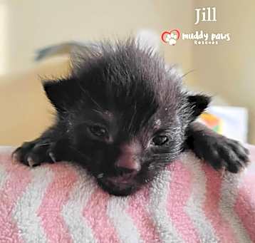 Photo of Nursery Rhyme Kitts:  Jill