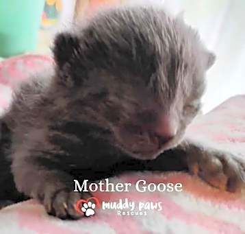 Photo of Nursery Rhyme Kitts:  Mother Goose
