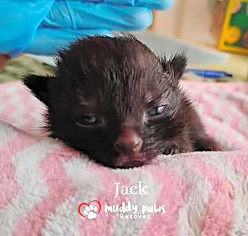 Photo of Nursery Rhyme Kitts:  Jack