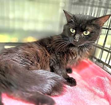 Photo of Bellatrix