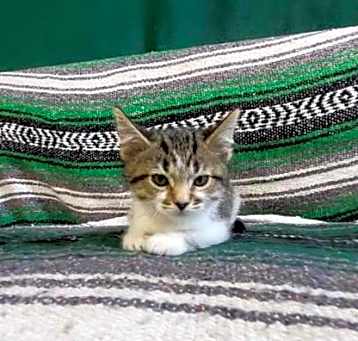 Photo of Tater Tot