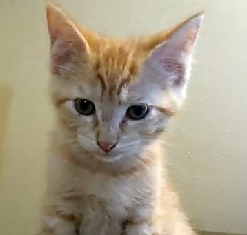 Photo of Fern