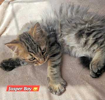 Photo of Jasper