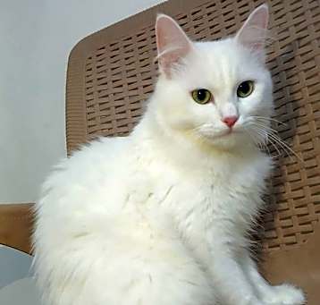 Photo of Bella