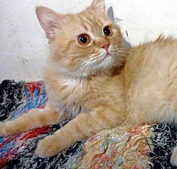 Photo of Boo