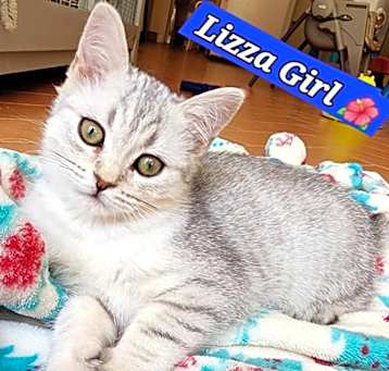Photo of Lizza