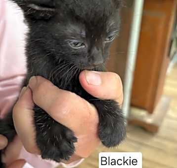 Photo of Blackie C Ellison