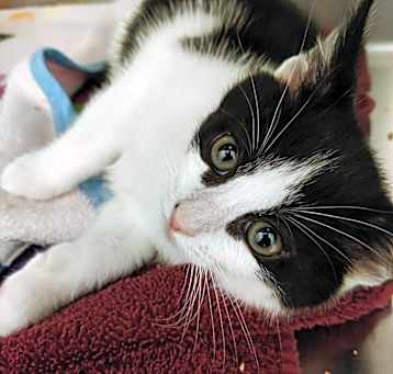 Photo of Onyx