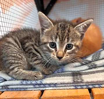Photo of Cocoa Puff