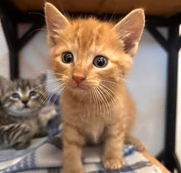 Photo of Trix