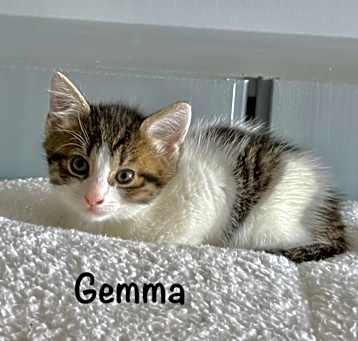 Photo of Gemma