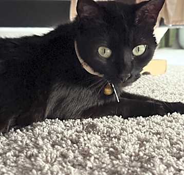 Photo of Ivy