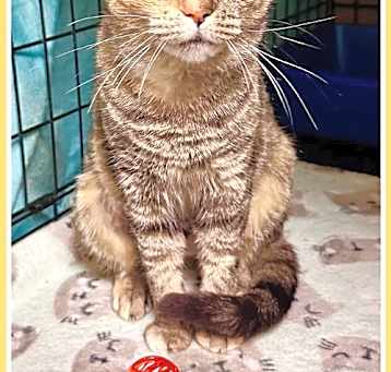Photo of Juniper (FCID#04/24/2025 - 103)