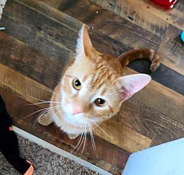 Photo of Mango