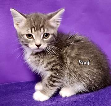 Photo of Reef