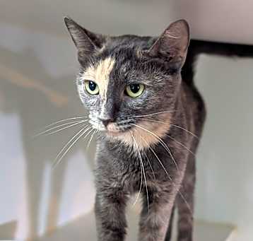 Photo of Honey