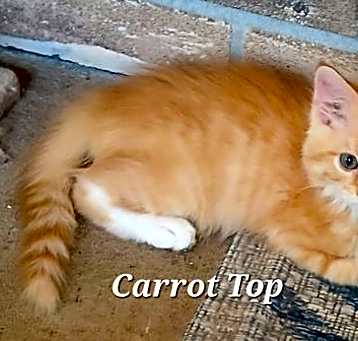 Photo of Carrot Top