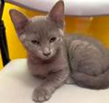 Photo of Sybil