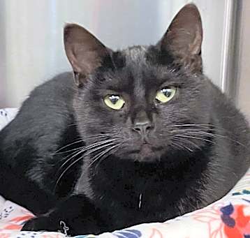 Photo of Tish (bonded with Cord)-Available for Foster to Adopt